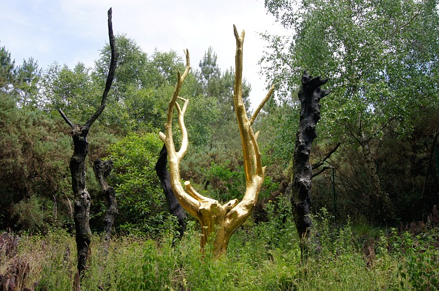 forêt de brocéliande avec chien