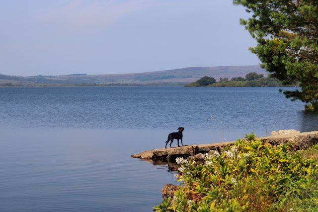 lac de brennilis avec chien