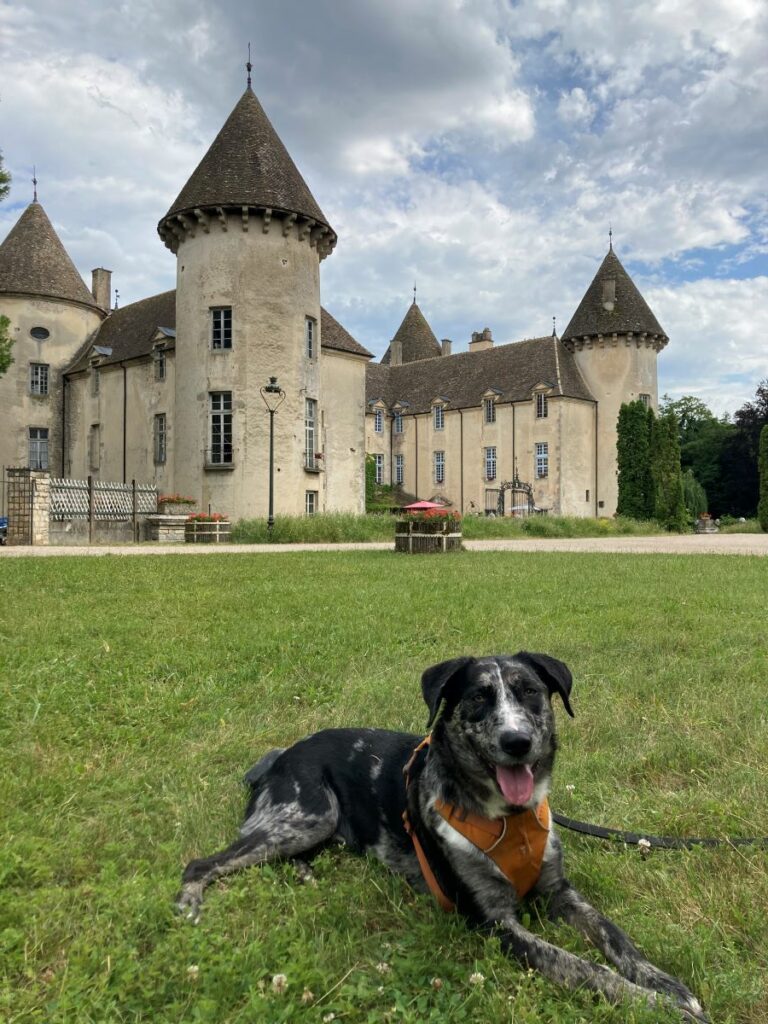 Château de Savigny-lès-Beaune chien admis