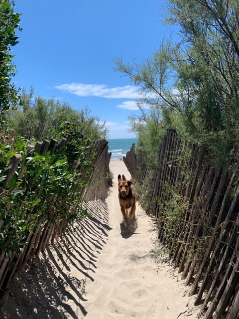 chien sur plage admis sud france