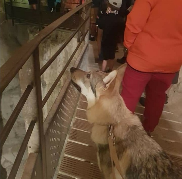 Visite saint christophe la grotte avec chien