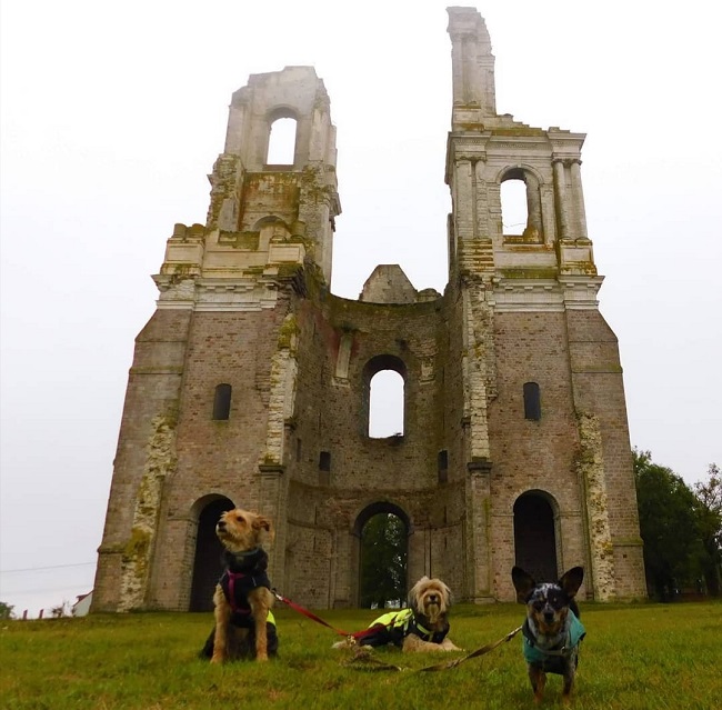 abbaye du mont saint eloi avec chien