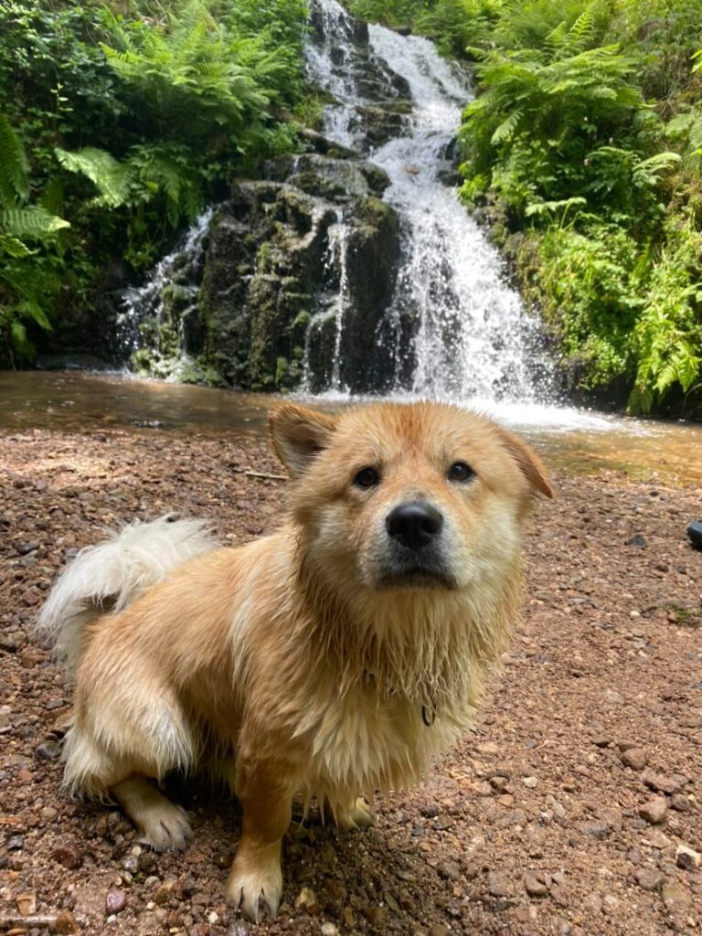 cascade de faymont avec chien