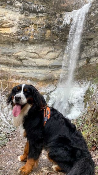 cascade de la queue de cheval avec chien