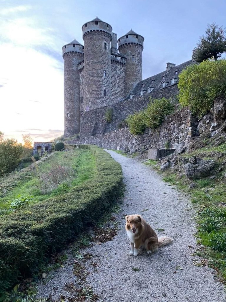 château anjony chien accepté