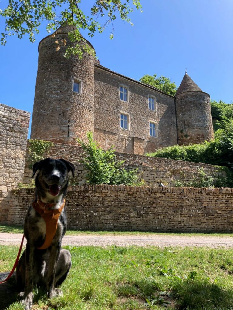 château de brancion chien accepté