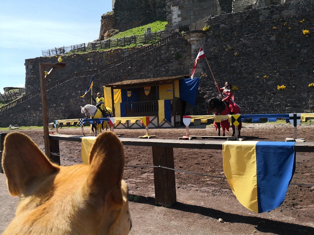 chien qui visite le chateau de murol en auvergne