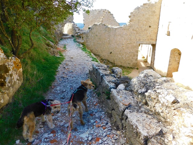 château de peyrepertuse avec chien