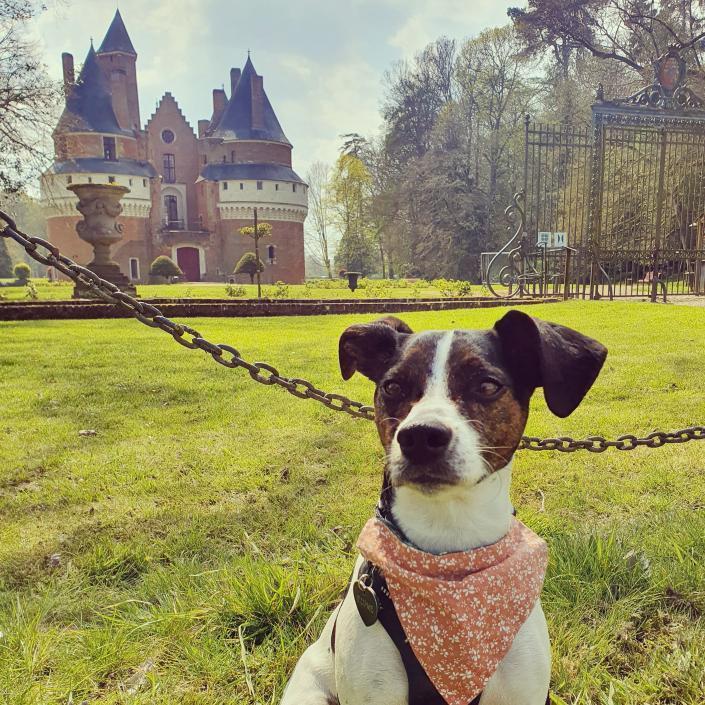 château de rambures avec chien