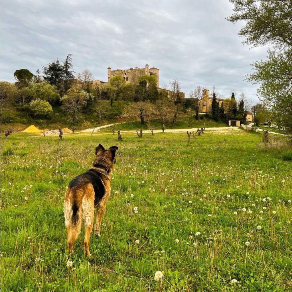 château des roure chien accepté