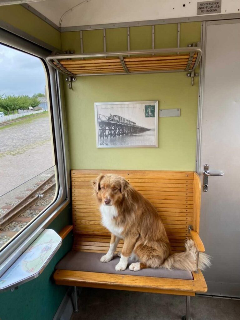 chemin de fer de la baie de somme avec chien