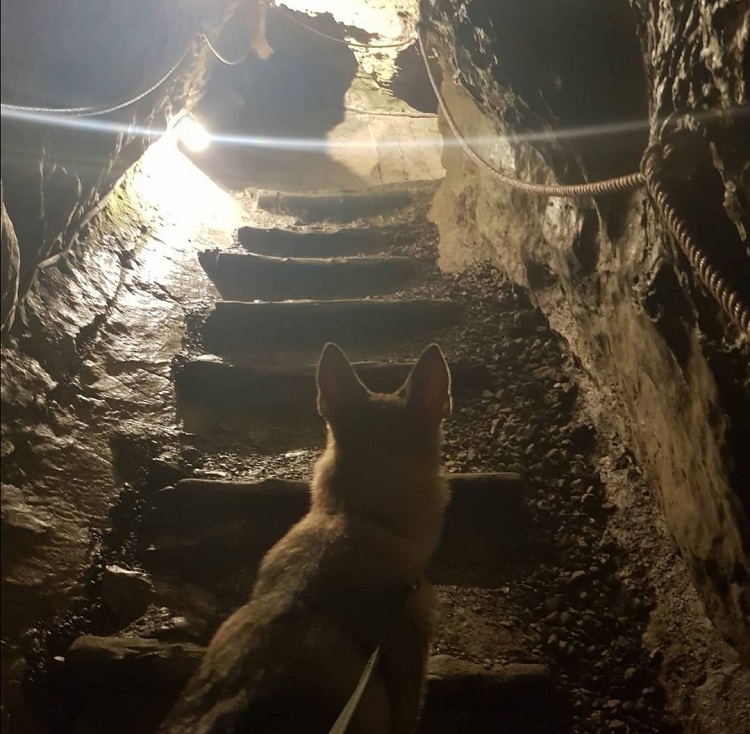 chien accepté visite en haute-savoie