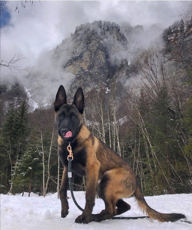 chien en balade à sixt-fer-à-cheval