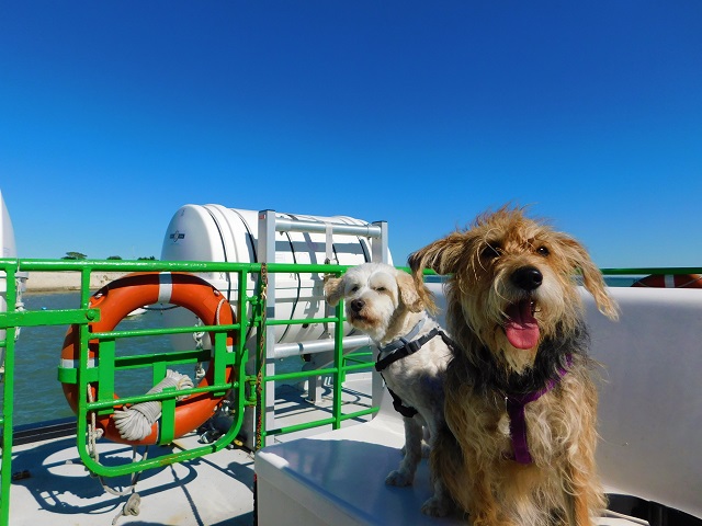 chien en vacance qui prend le bateau à l'île d'aix