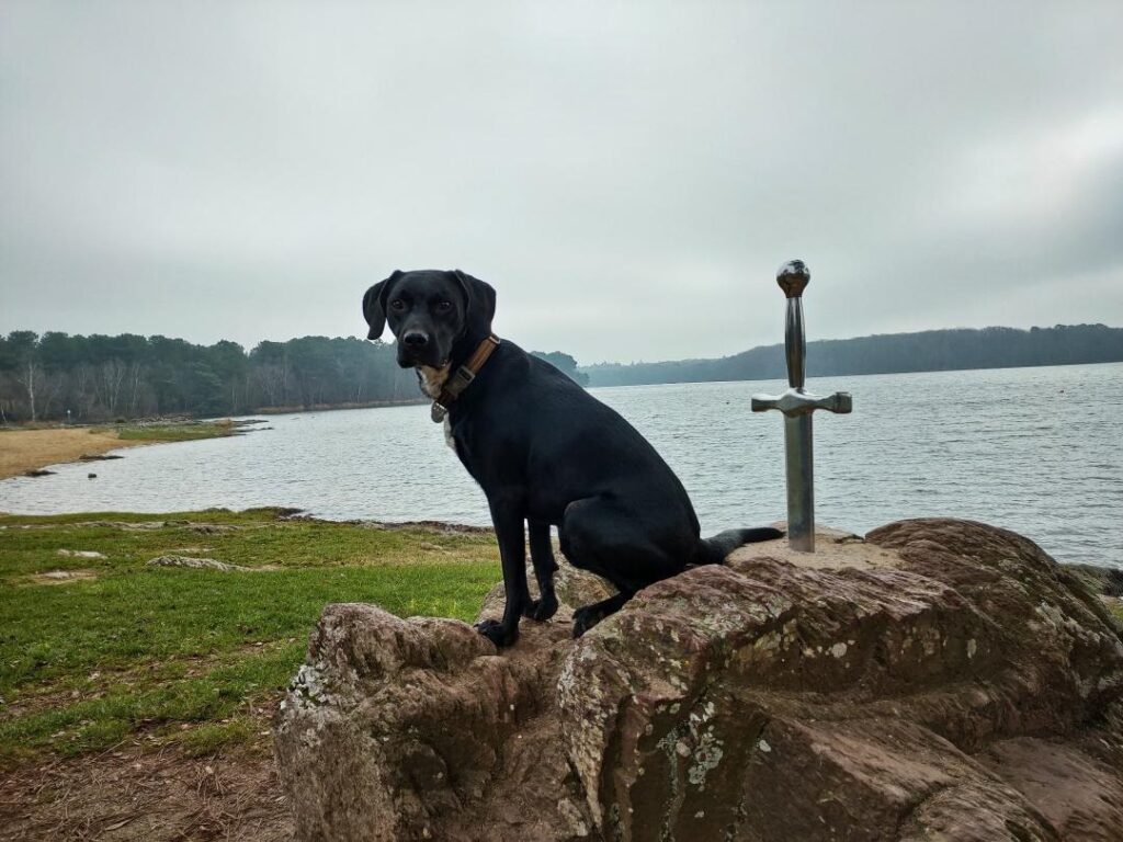 chien au lac de trémelin