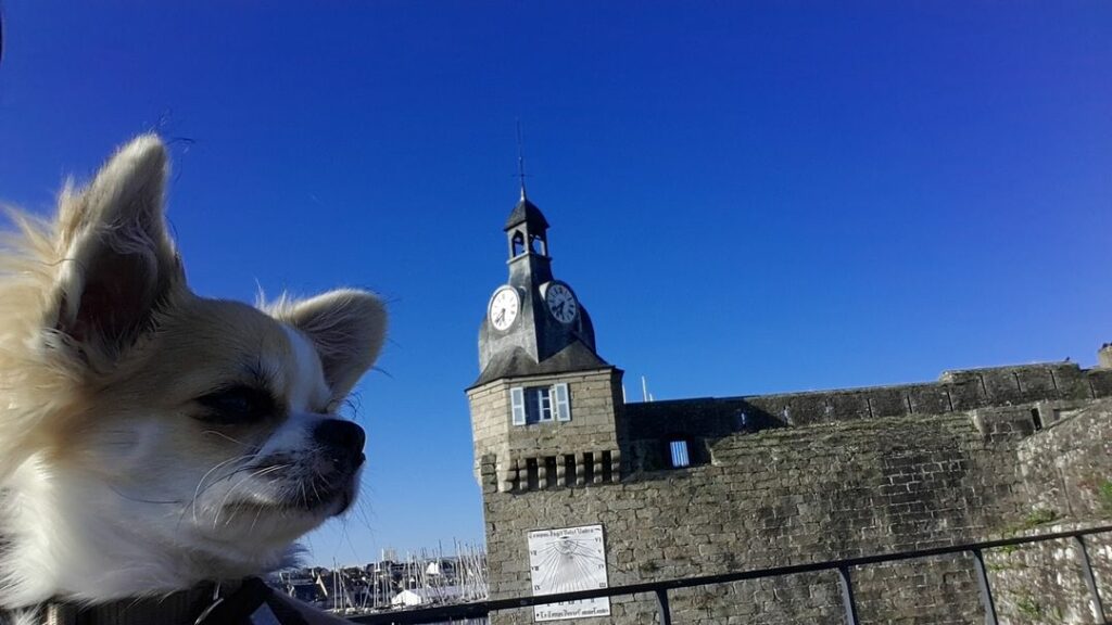 chien qui fait une croisière en bretagne