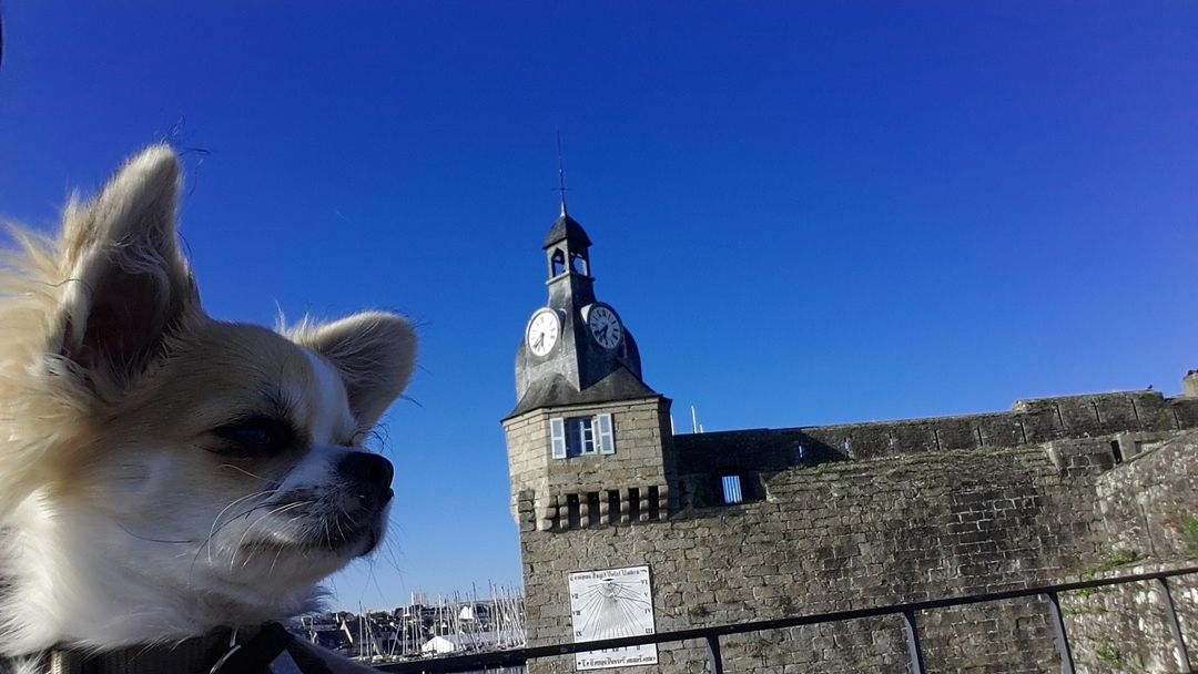 Vedettes de l'Odet à Concarneau