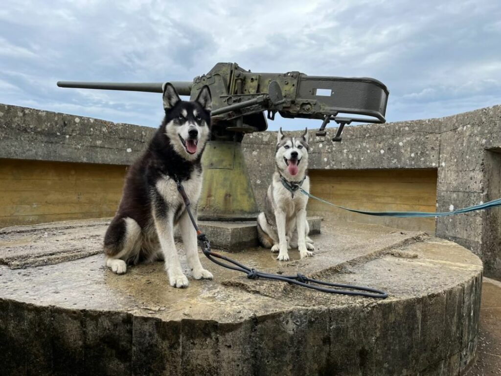 chien qui visite la batterie de crisbecq