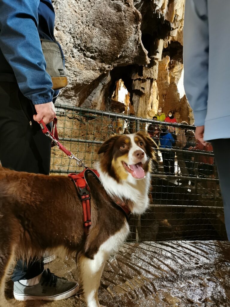 chien qui visite la grotte de presque