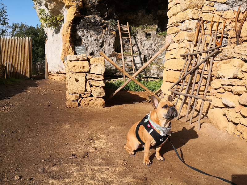 chien qui visite l'abri de la madeleine