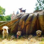 chien qui visite l'arboretum des barres loiret