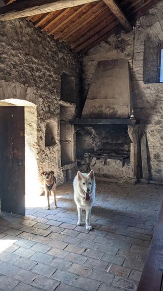 chien qui visite le château d'allègre
