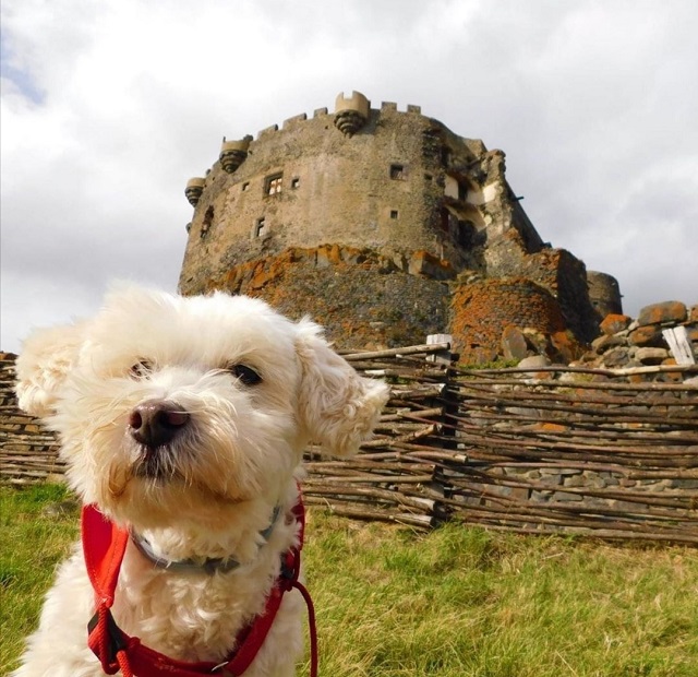 chien qui visite le château de murol