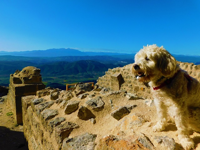 chien qui visite le château de quéribus