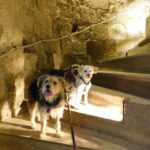 chien qui visite le château de talmont