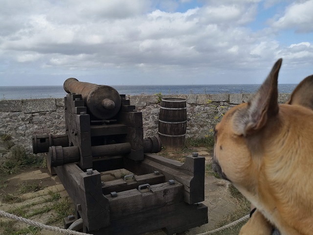 chien qui visite le fort la latte