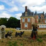 chiens visite loiret arboretum des barres