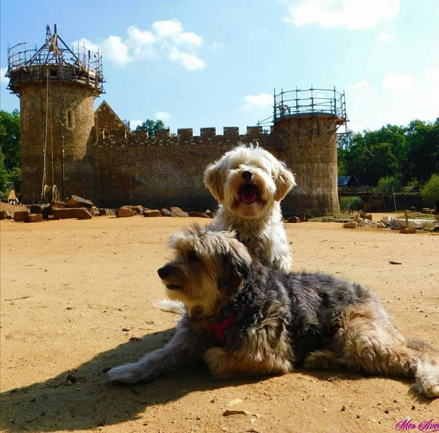 Les 13 plus beaux châteaux à visiter avec son chien