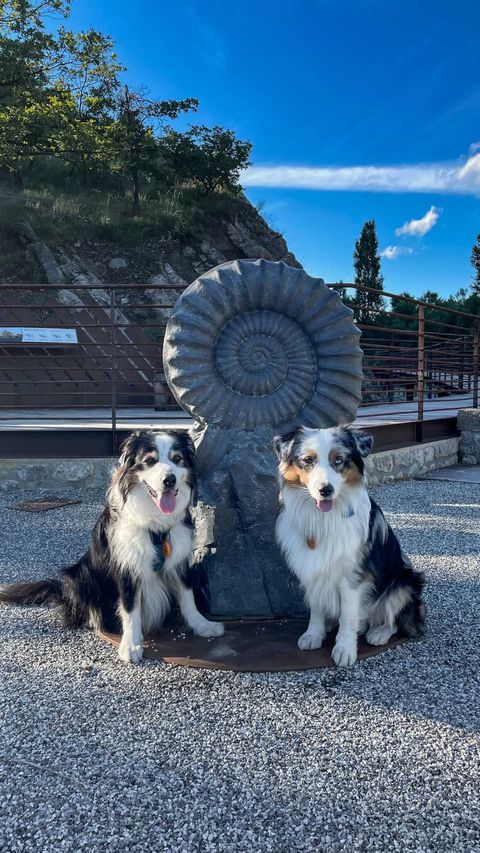 Dalle à ammonites