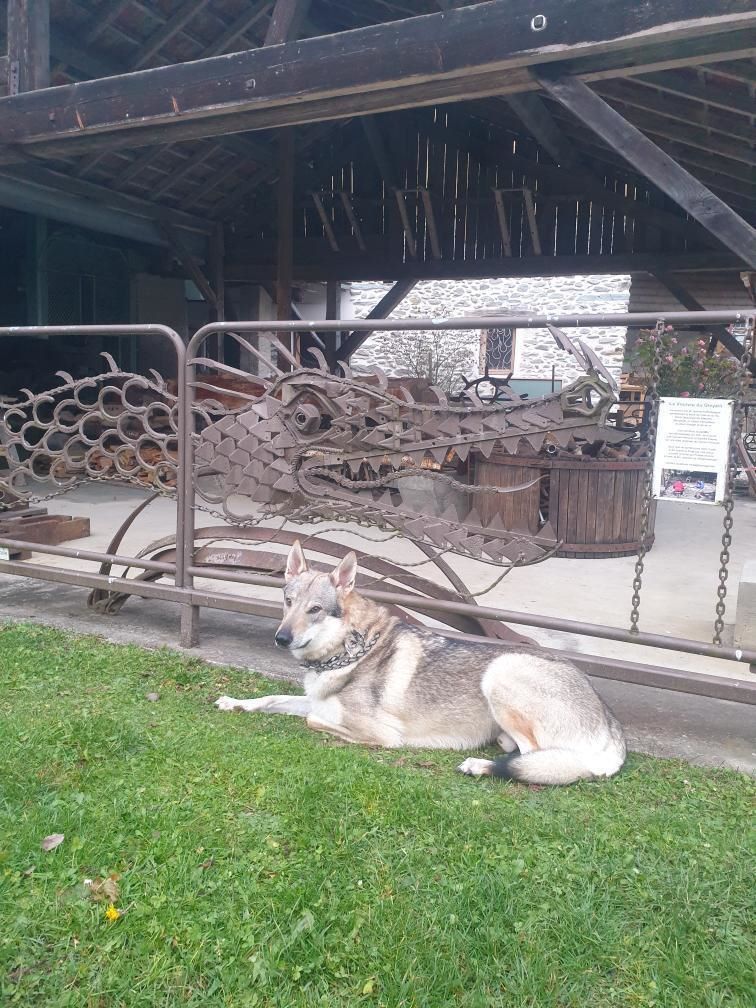 forges et Moulins de Pinsot chien accepté