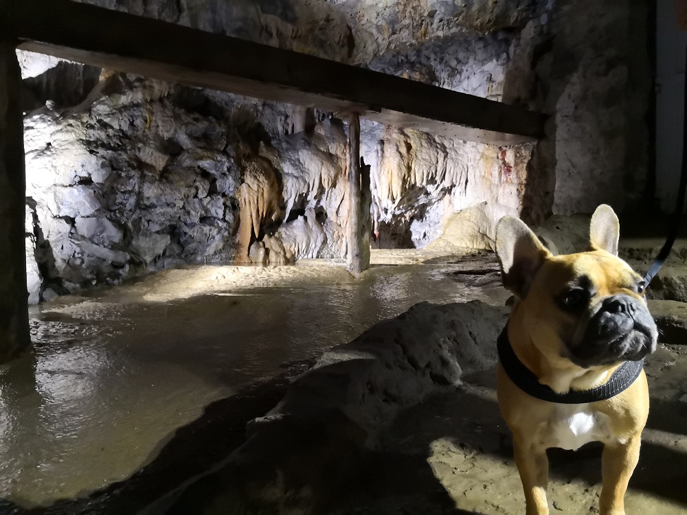 chien qui visite les grottes du cornadore