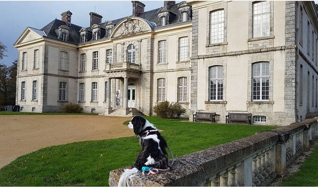 visite parc château kerguéhennec chien