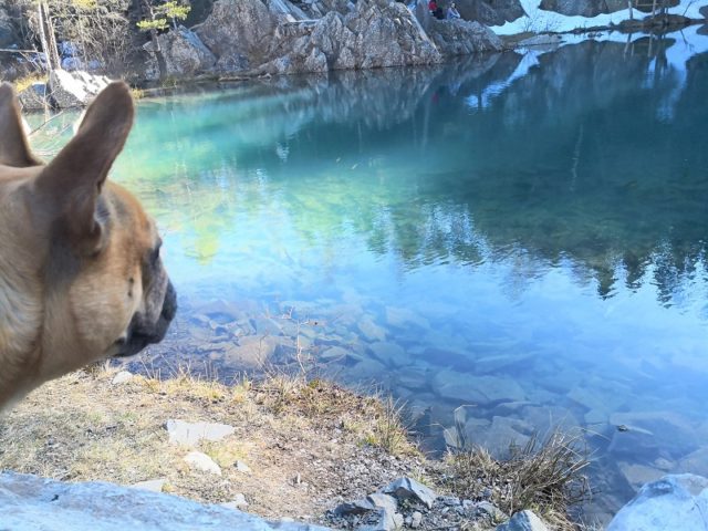 Balade autour des lacs d’Auvergne avec un chien