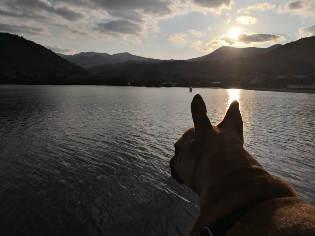 lac chambon avec chien