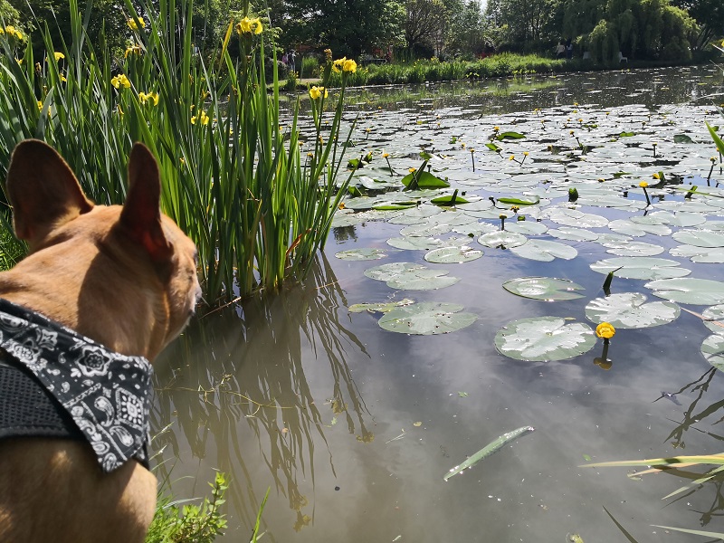 Les Jardins Aquatiques