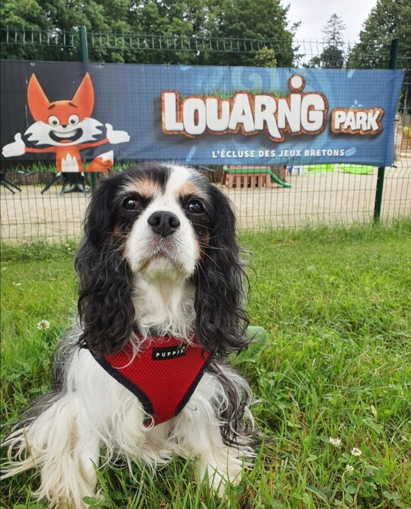 louarnig park activité chien accepté bretagne