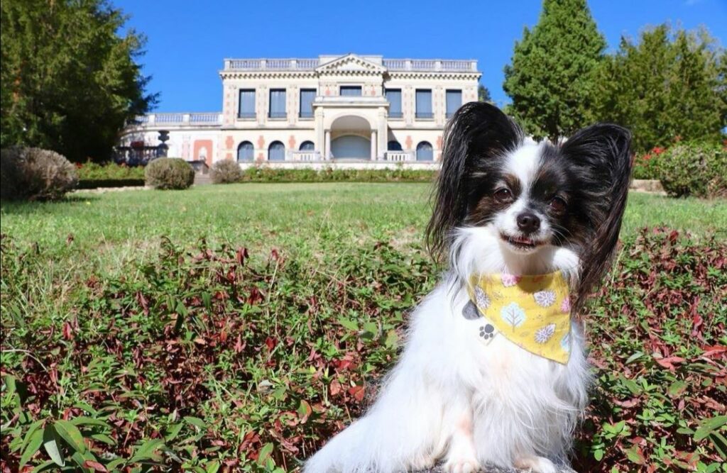 parc de la louvière chien autorisé