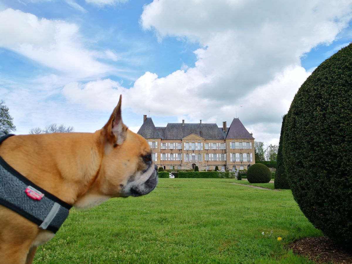 Les plus beaux châteaux de Bourgogne qui acceptent les chiens