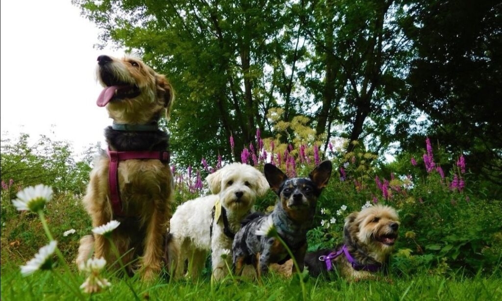 parc du moulin à tan chien autorisé