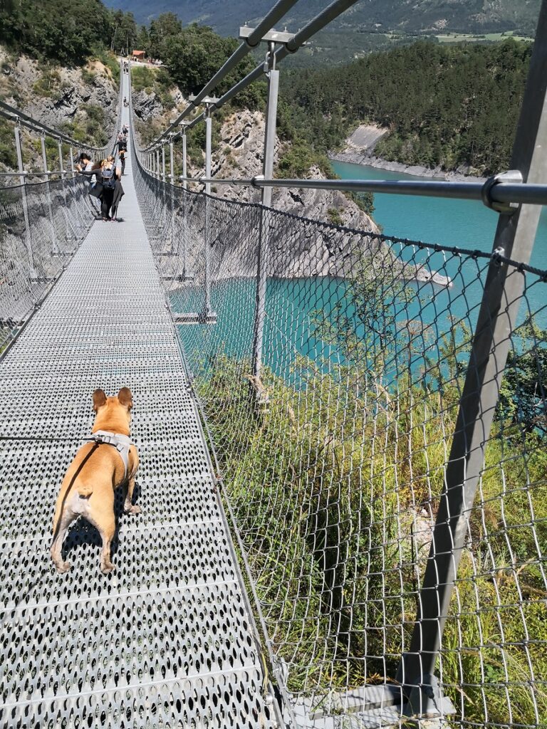 passerelle himalayenne avec chien