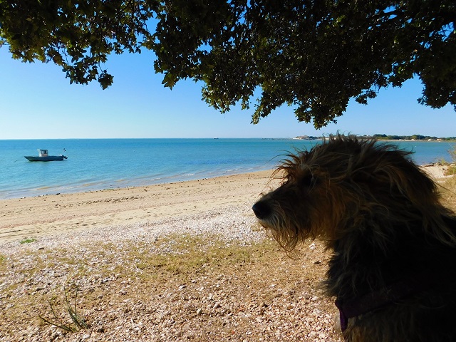 Rochefort Océan avec votre chien : le top des activités