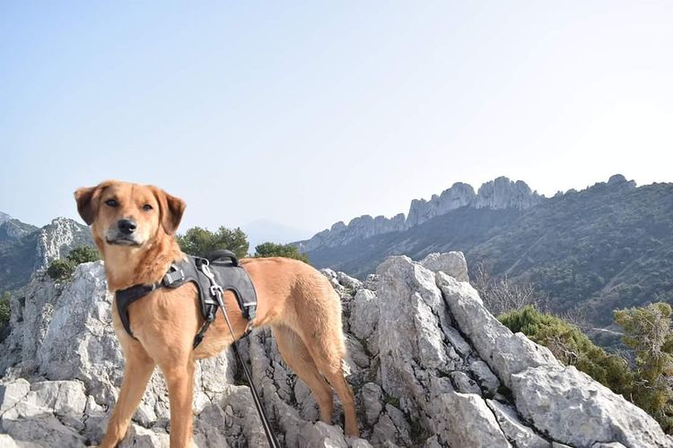 Les Dentelles de Montmirail