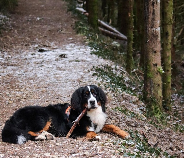 tourisme avec mon chien dans le jura