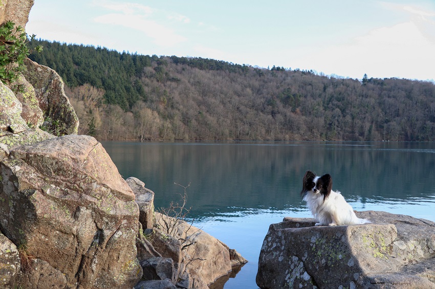 tourisme avec mon chien dans les combrailles