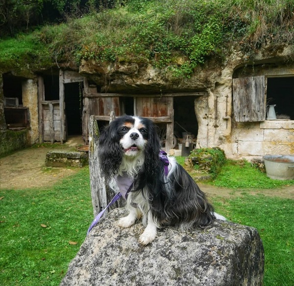 tourisme avec mon chien en Touraine