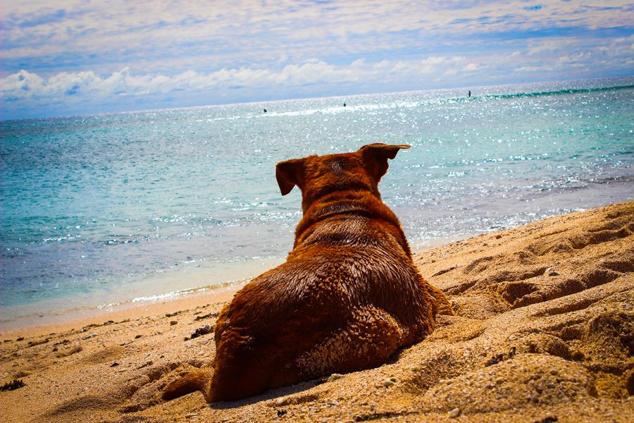 Photo d'un chien sur la plage